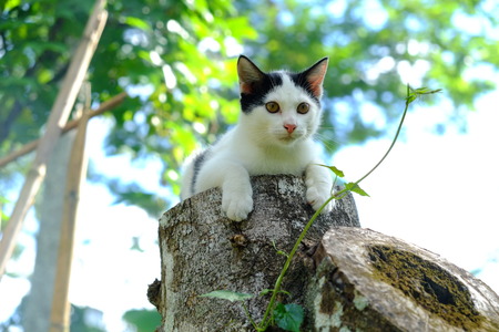 CAT ON TREE.の写真素材