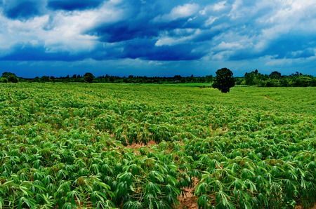 Cassava  growing well in farmland