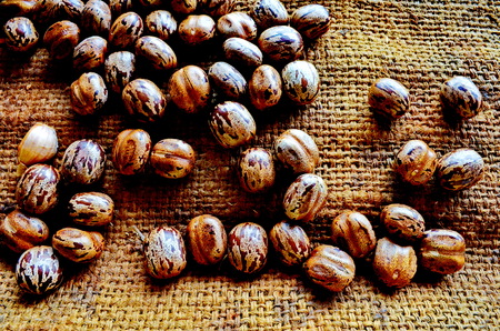 castor beans in brown color.