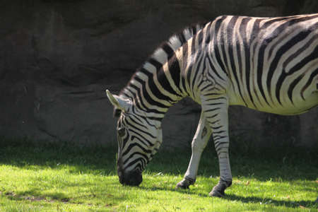 Zebra at the Oregon Zoo.の写真素材