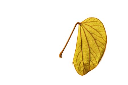yellow line of leave seasonal background nature line art.の写真素材