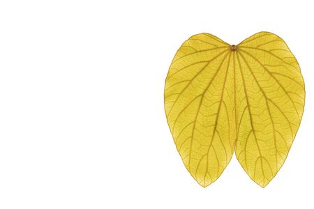yellow line of leave seasonal background nature line art.の写真素材