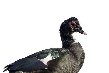 Close up to images,Colourful mallard duck isolated on white backgroundの写真素材