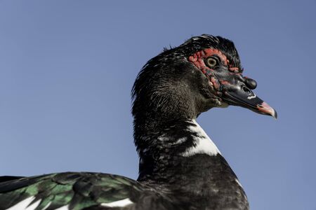 Close up to images,Colorful mallard duck isolated on white backgroundの写真素材
