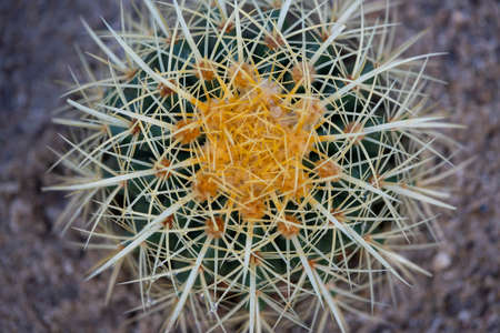 close up above yellow flower cactus.