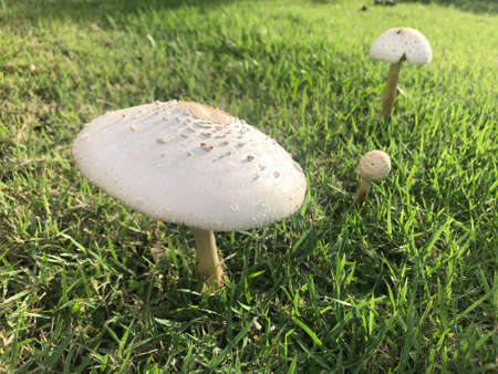 After the rain, mushrooms grow on the lawn.の写真素材