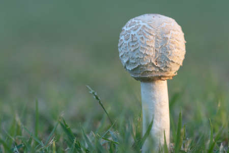 After the rain, mushrooms grow on the lawn.の写真素材