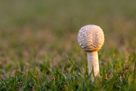 After the rain, mushrooms grow on the lawn.の写真素材