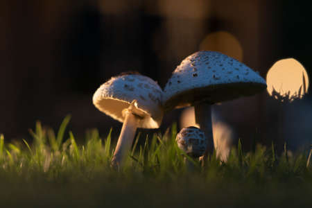 After the rain, mushrooms grow on the lawn.の写真素材