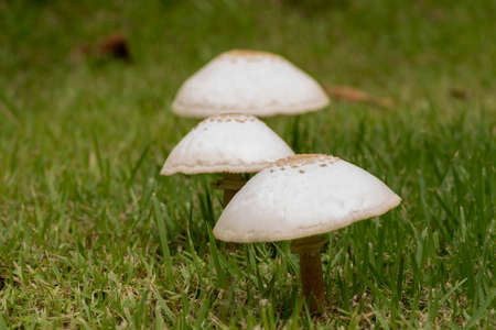 After the rain, mushrooms grow on the lawn.の写真素材