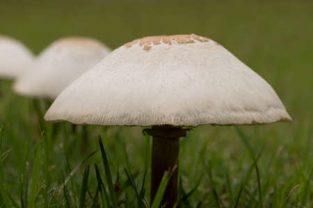 After the rain, mushrooms grow on the lawn.の写真素材