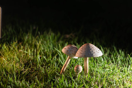 After the rain, mushrooms grow on the lawn.の写真素材