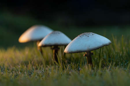After the rain, mushrooms grow on the lawn.の写真素材