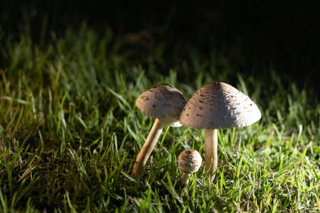 After the rain, mushrooms grow on the lawn.の写真素材