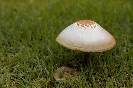 After the rain, mushrooms grow on the lawn.の写真素材
