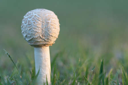 After the rain, mushrooms grow on the lawn.の写真素材