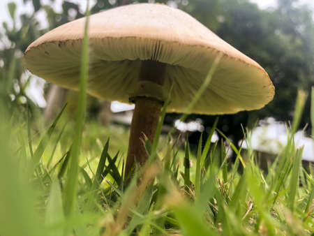 After the rain, mushrooms grow on the lawn.の写真素材