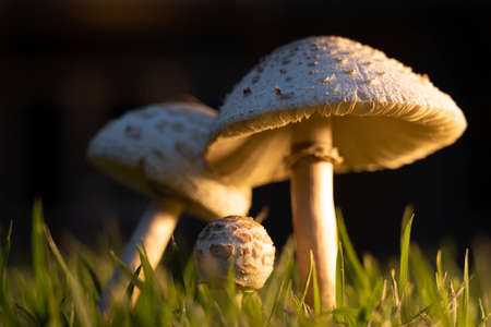 After the rain, mushrooms grow on the lawn.の写真素材