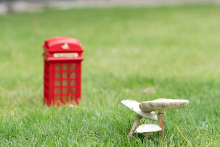 After the rain, mushrooms grow on the lawn.の写真素材