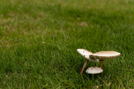 After the rain, mushrooms grow on the lawn.の写真素材