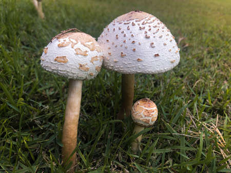 After the rain, mushrooms grow on the lawn.の写真素材