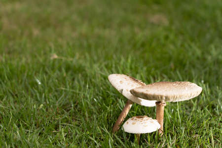 After the rain, mushrooms grow on the lawn.の写真素材
