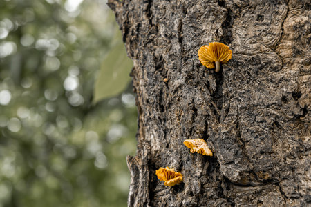 Yellow Mushrooms growing on fissures of the bark and water droplets on the edge of the Mushroom.