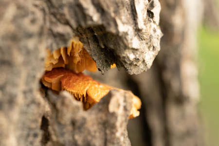 Yellow Mushrooms growing on fissures of the bark and water droplets on the edge of the Mushroom.