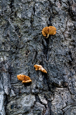 Yellow Mushrooms growing on fissures of the bark and water droplets on the edge of the Mushroom.の写真素材