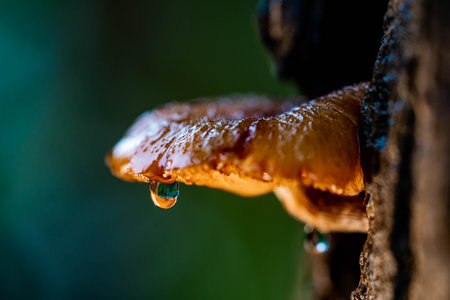 Yellow Mushrooms growing on fissures of the bark and water droplets on the edge of the Mushroom.