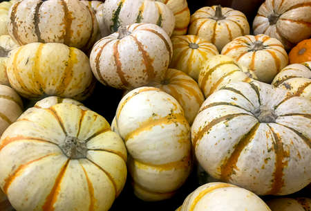 Mini Pumkin with skins of assorted colors, white,green,yellow,orange and brown.