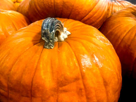 Close up to orange pumkin with green terminal.