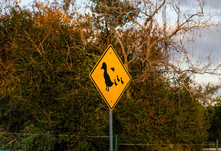 Duck zone warning sign shape of rhombus in back and yellow with duck family icon, transportation in the katy park , Texas ,USAの写真素材