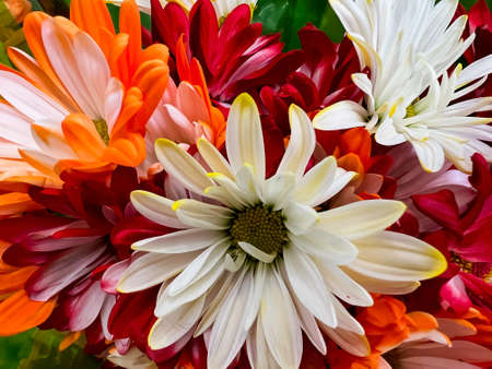 Nature concept Colorful spring flower background.の写真素材