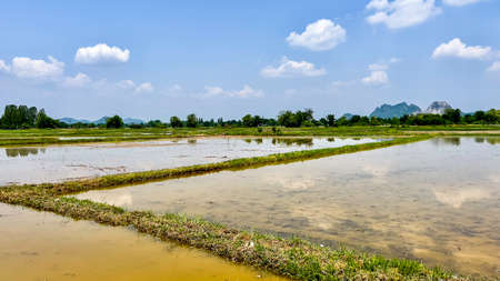 Landscape of farmland cloudy and blues with reflected in in the water.の写真素材