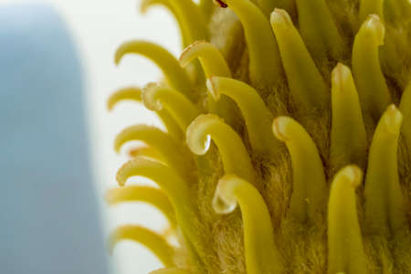 Magnolia and pollination
