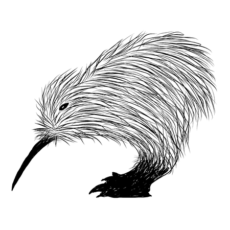Sketch of kiwi bird vector illustration.のイラスト素材