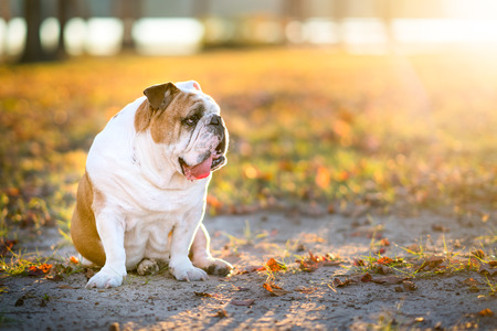Outdoor portrait of british bulldogの写真素材