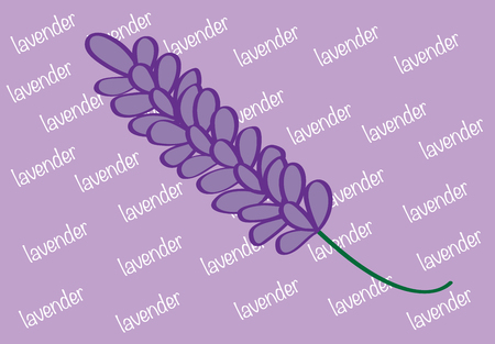 Lavenderのイラスト素材