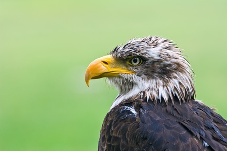 Bald Eagle (Haliaeetus leucocephalus)の写真素材