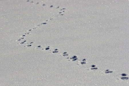 tracks in the snowの写真素材