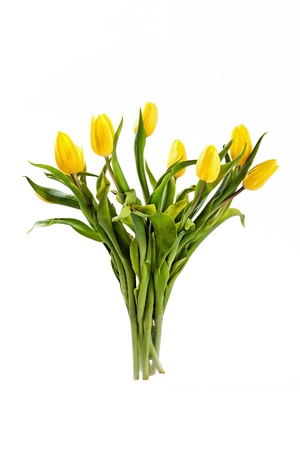 Beautiful spring, yellow tulips on white backgroundの写真素材