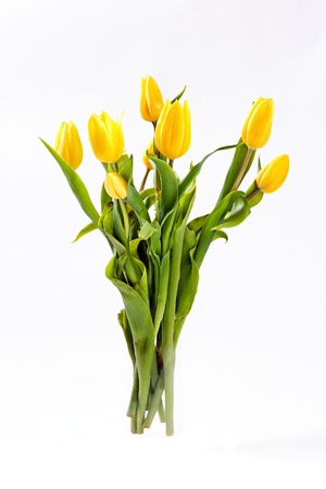 Beautiful spring, yellow tulips on white backgroundの写真素材