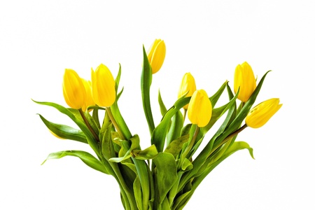 Beautiful spring, yellow tulips on white backgroundの写真素材