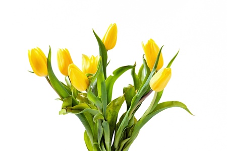 Beautiful spring, yellow tulips on white backgroundの写真素材