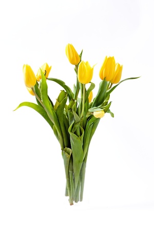 Beautiful spring, yellow tulips on white backgroundの写真素材