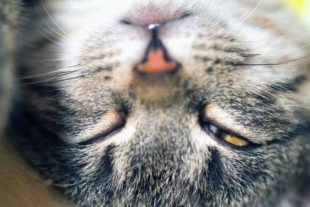 tabby head turned upside downの写真素材