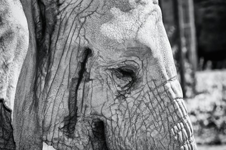 black and white elephant head detail