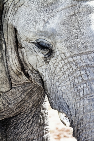 Abstract detail of an elephant headの写真素材