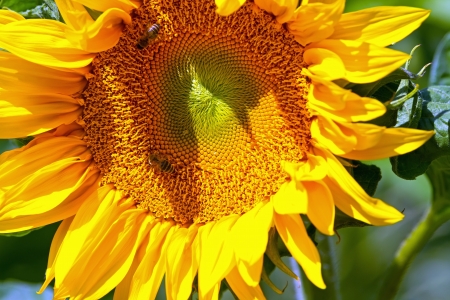 Bees sitting on yellow sunflowerの写真素材